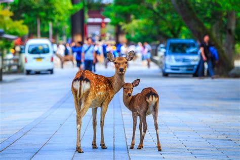 鹿|奈良公園の鹿～千年の歴史、なぜいる？接し方は？種。